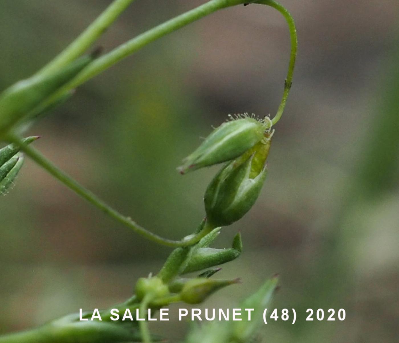 Sandwort, Fine-leaved fruit